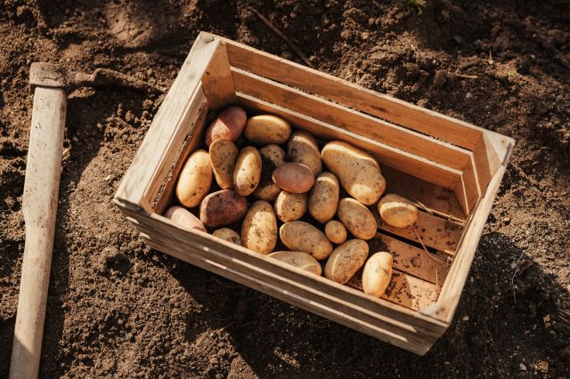 Image: Traditional Ladin Cuisine in Alta Badia