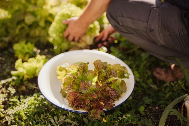 Image: Traditional Ladin Cuisine in Alta Badia